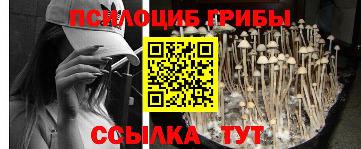 Псилоцибиновые грибы Cubensis  Вход с VPN  Кызыл 